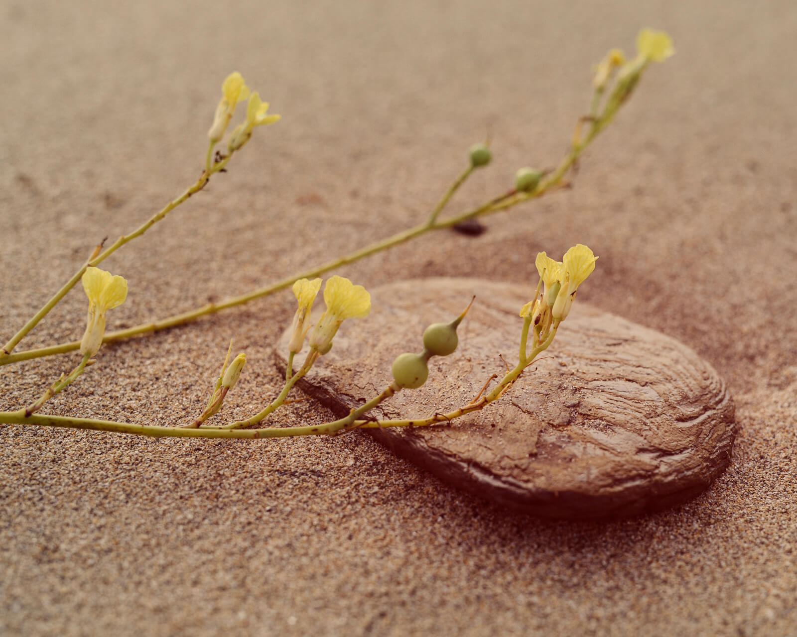  Lifestyle photographer Tim Cole shoots yellow flower 